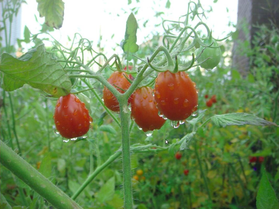 Red tomatoes ripening on a vine
